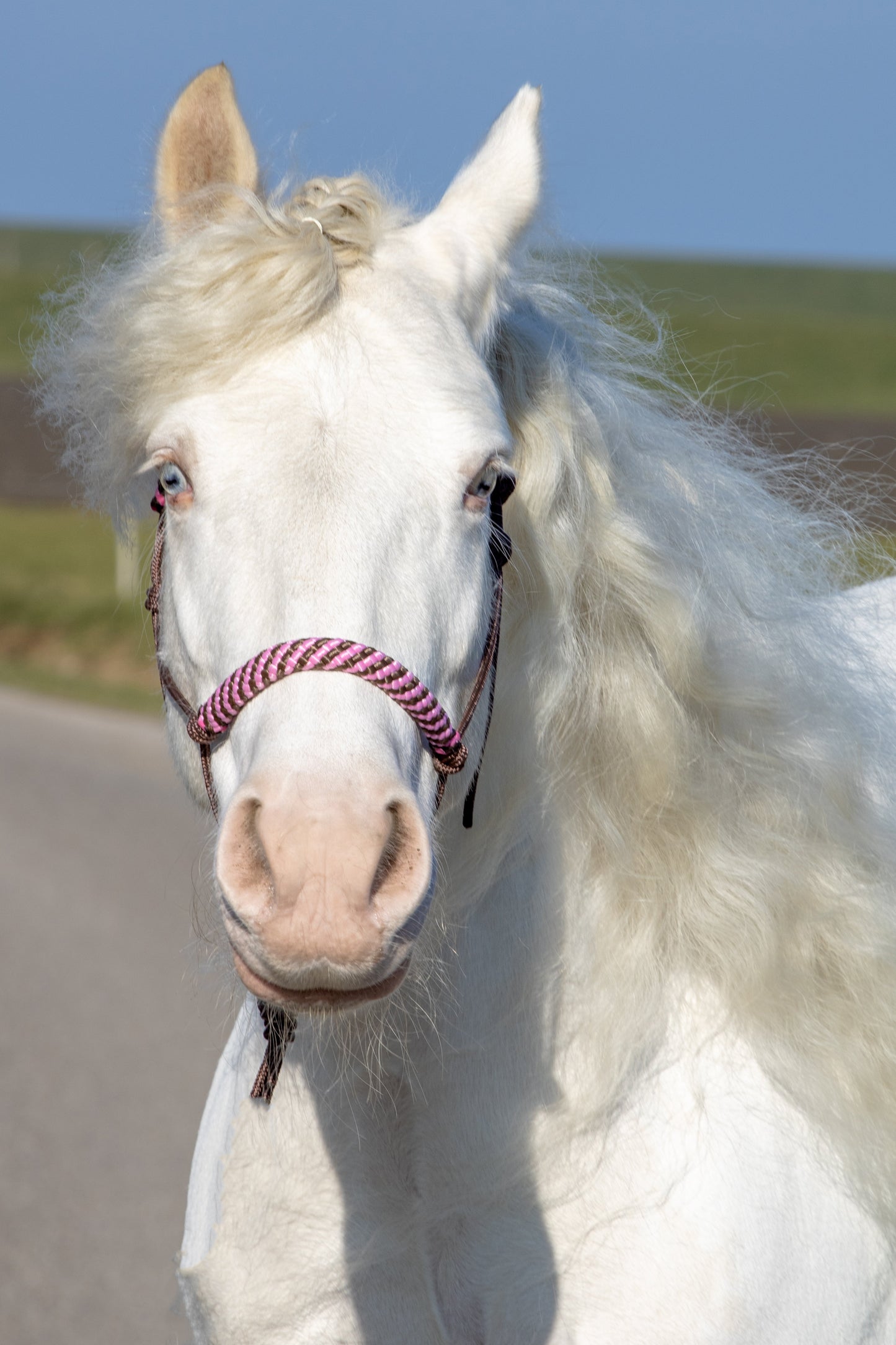 Touwhalster bruin met bruin/babyroze neus en oorband