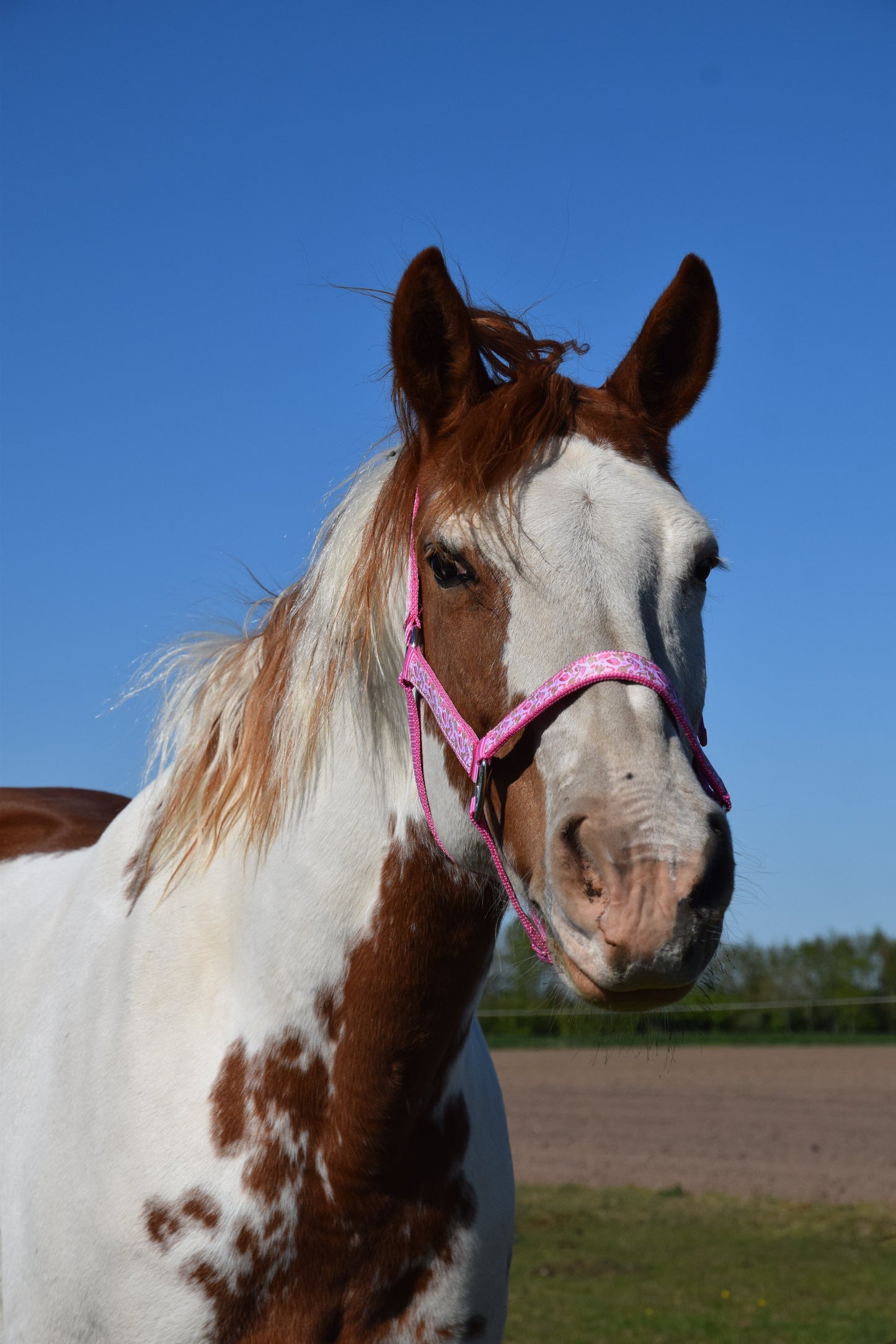 Happy Halsters x FMH - Pink Cowgirl Exclusive halster div. kleuren
