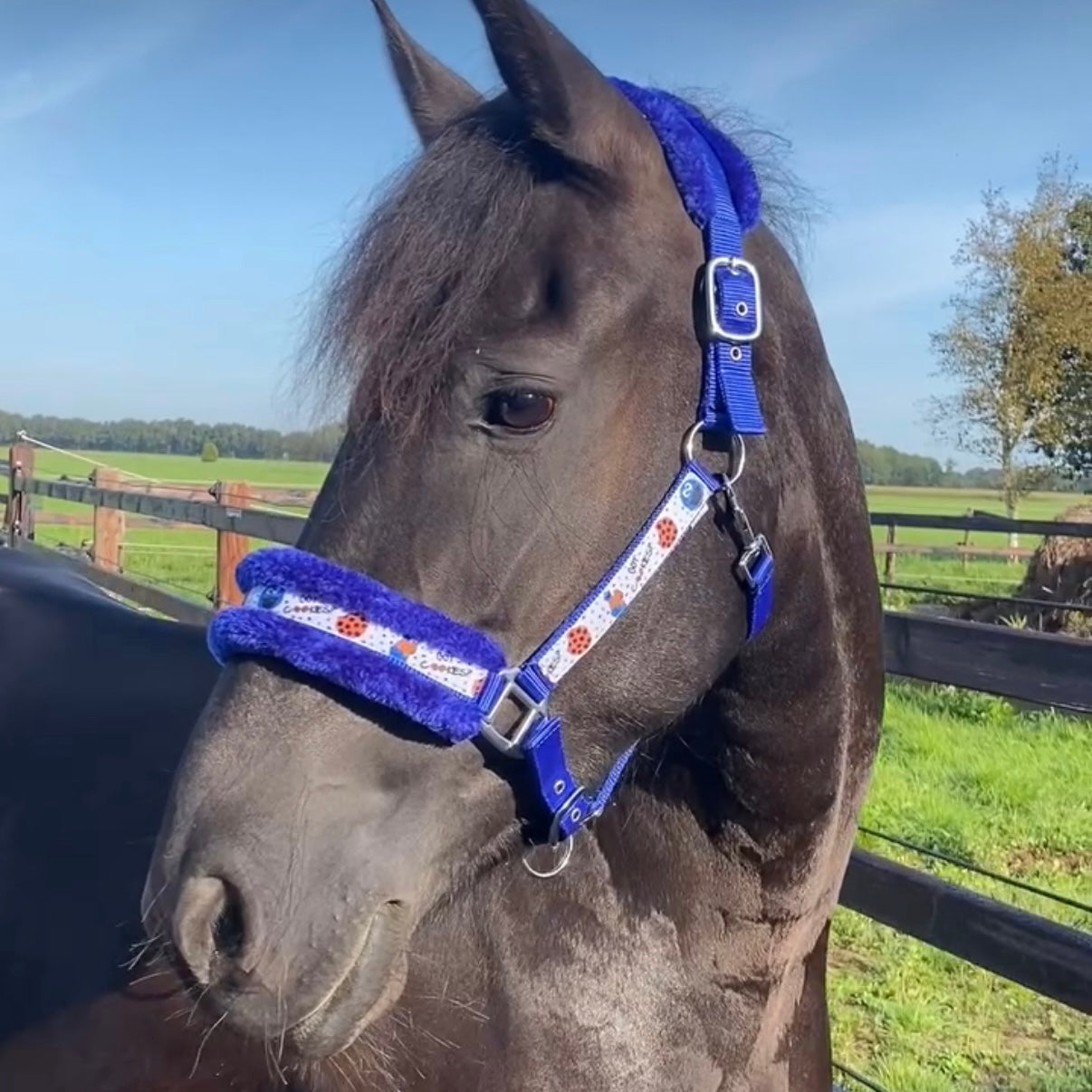 Happy Halsters - Blauw koekjes halster (bont)