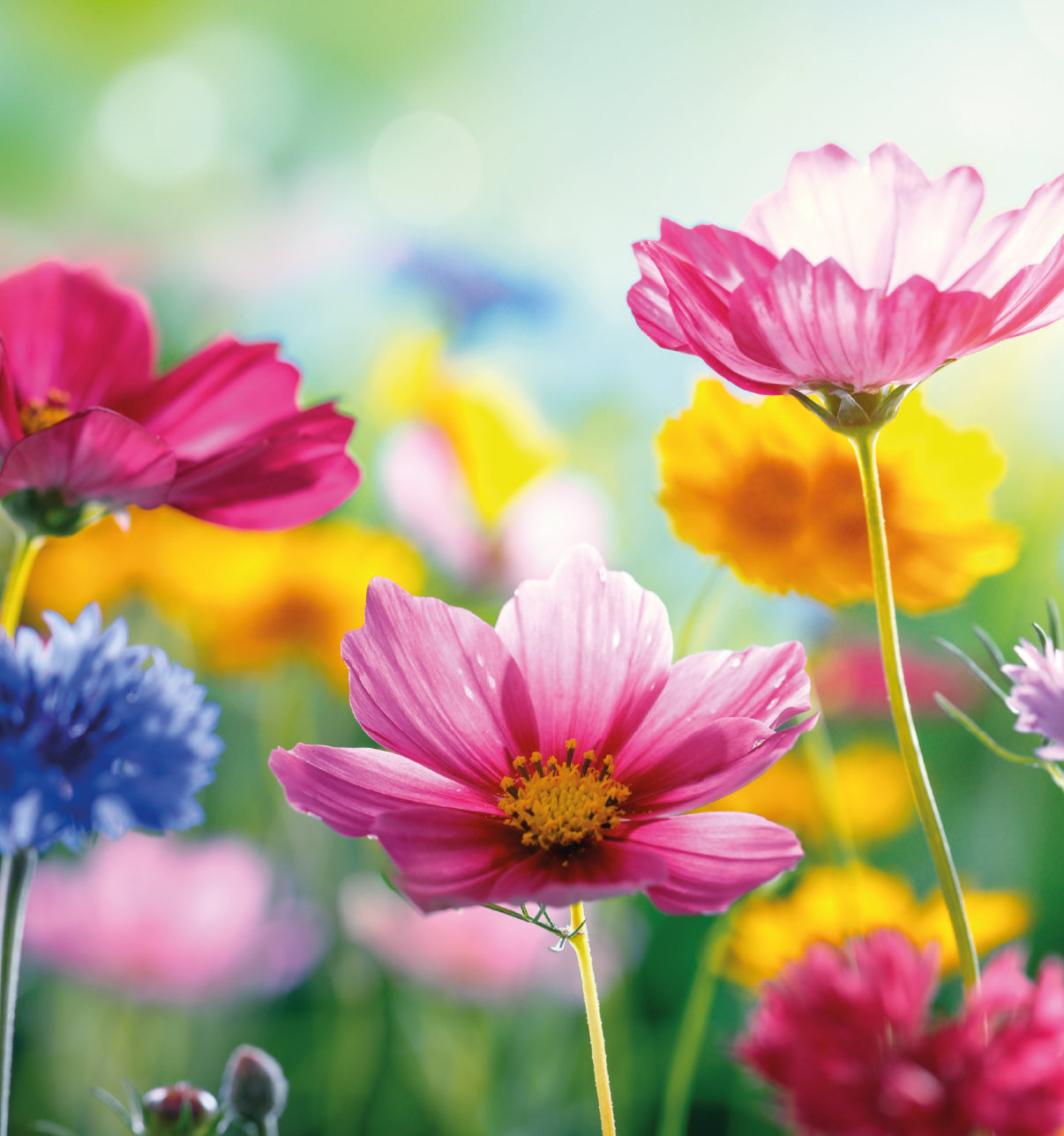 Jumpbanners - Hinderniszeil Standard Wild Flowers