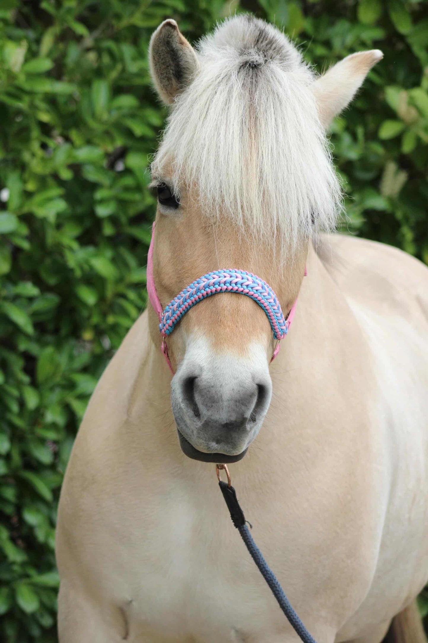 Handgemaakte paardenhalsters - Geknoopt halster ‘Cotton Candy’ lichtroze/lichtblauw