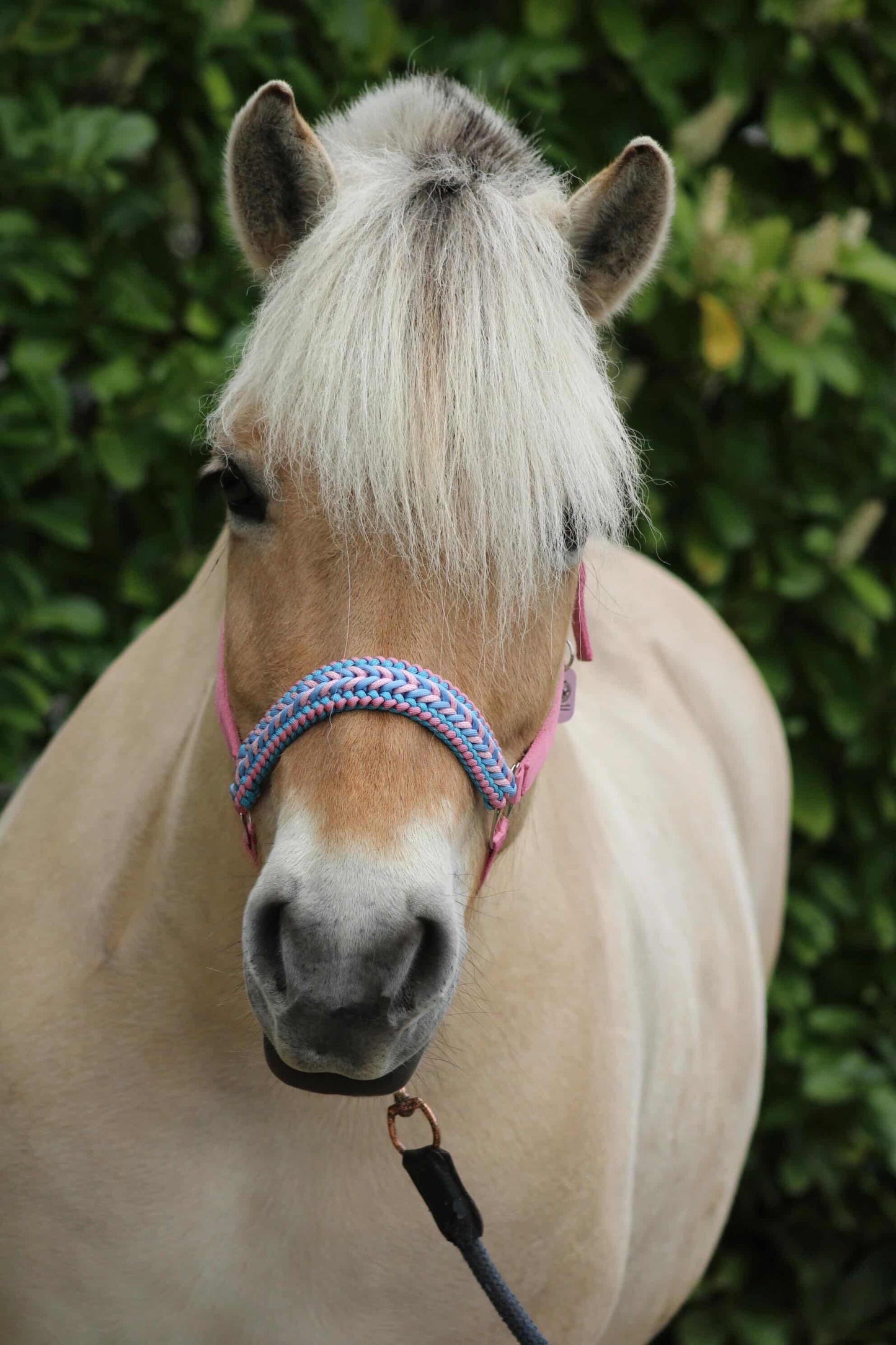 Handgemaakte paardenhalsters - Geknoopt halster ‘Cotton Candy’ lichtroze/lichtblauw