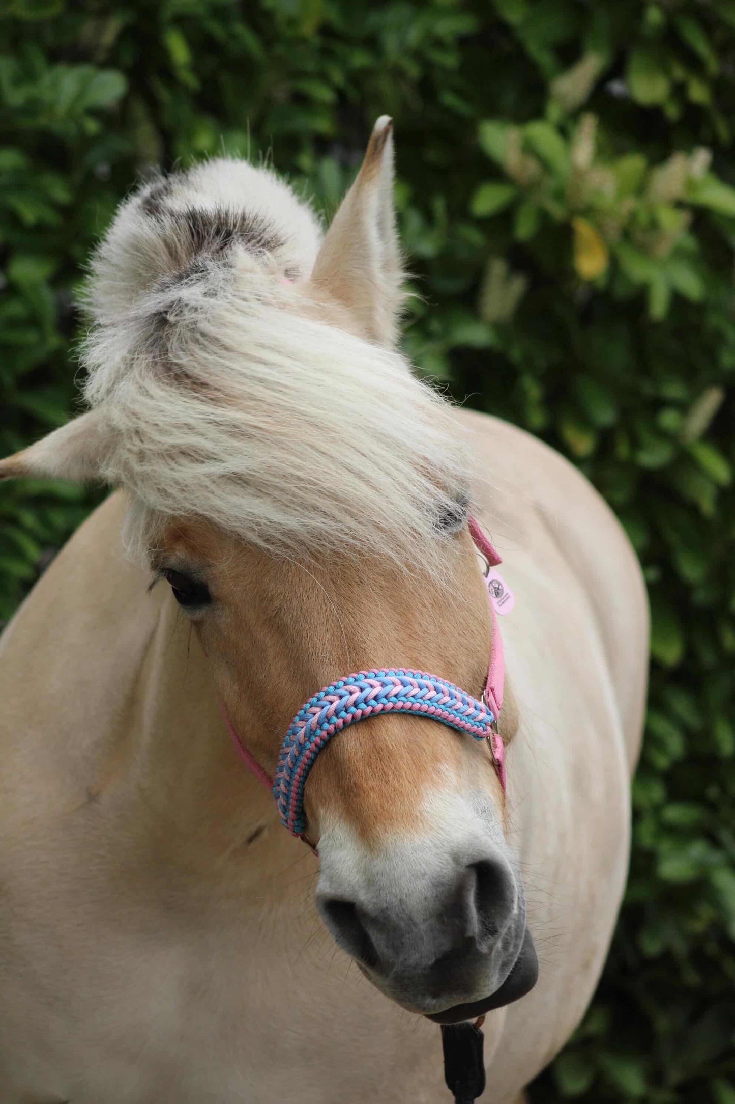 Handgemaakte paardenhalsters - Geknoopt halster ‘Cotton Candy’ lichtroze/lichtblauw