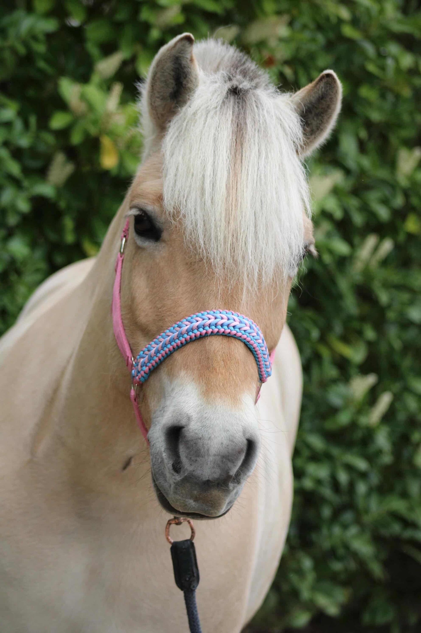 Handgemaakte paardenhalsters - Geknoopt halster ‘Cotton Candy’ lichtroze/lichtblauw