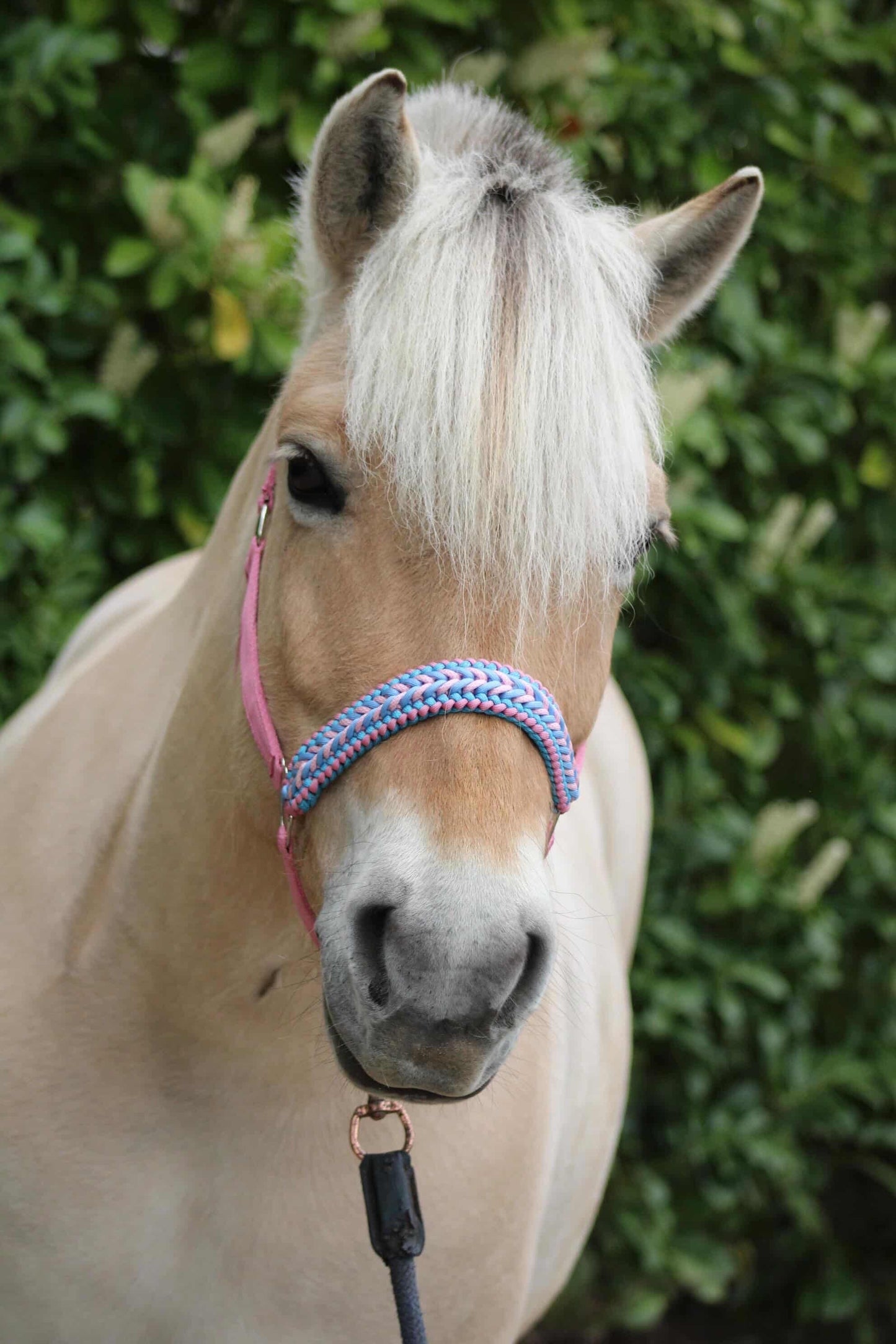 Handgemaakte paardenhalsters - Geknoopt halster ‘Cotton Candy’ lichtroze/lichtblauw