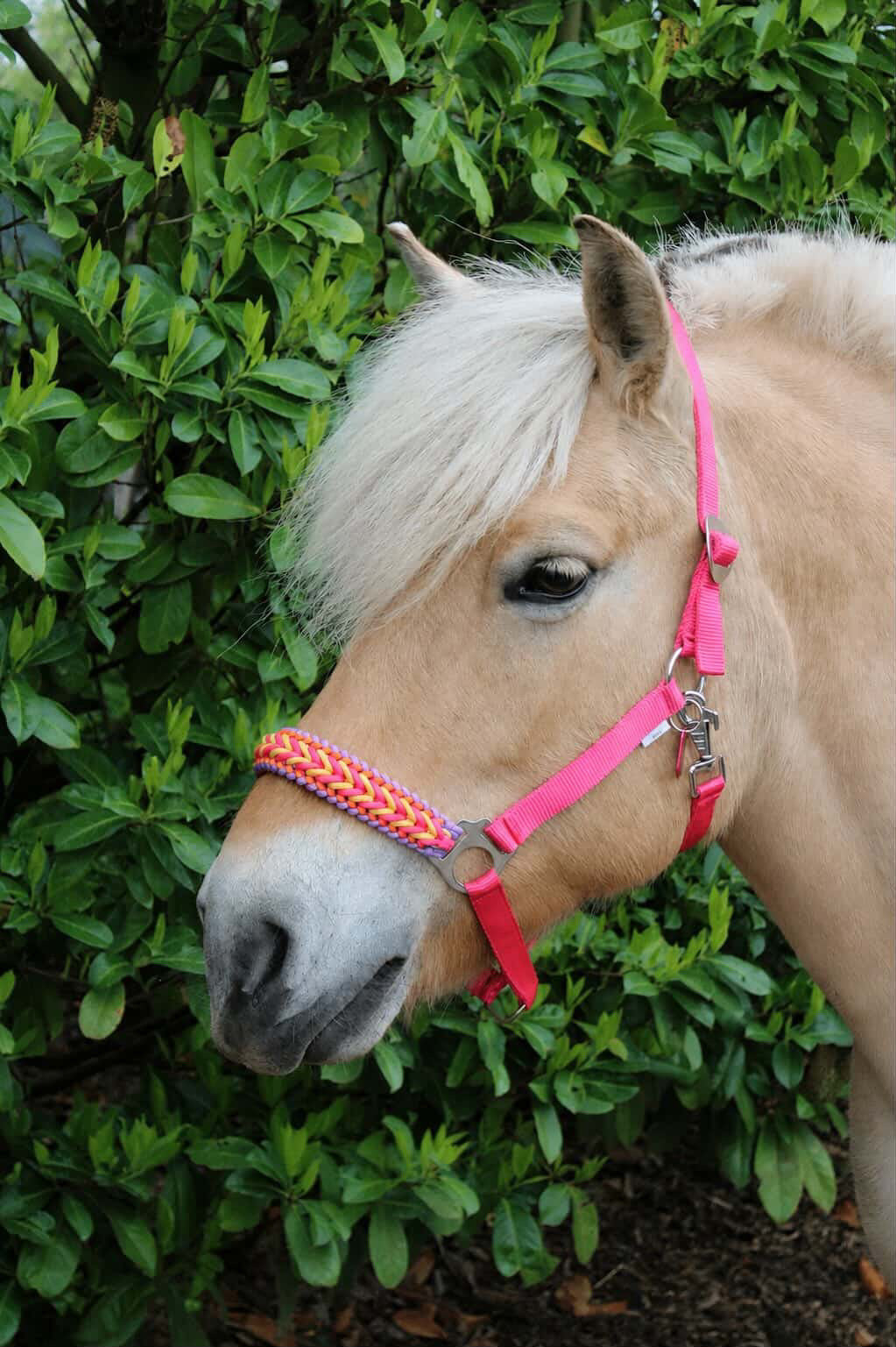 Handgemaakte paardenhalsters - Geknoopt halster ‘Funky Town’ fuchsia/geel/oranje/paars