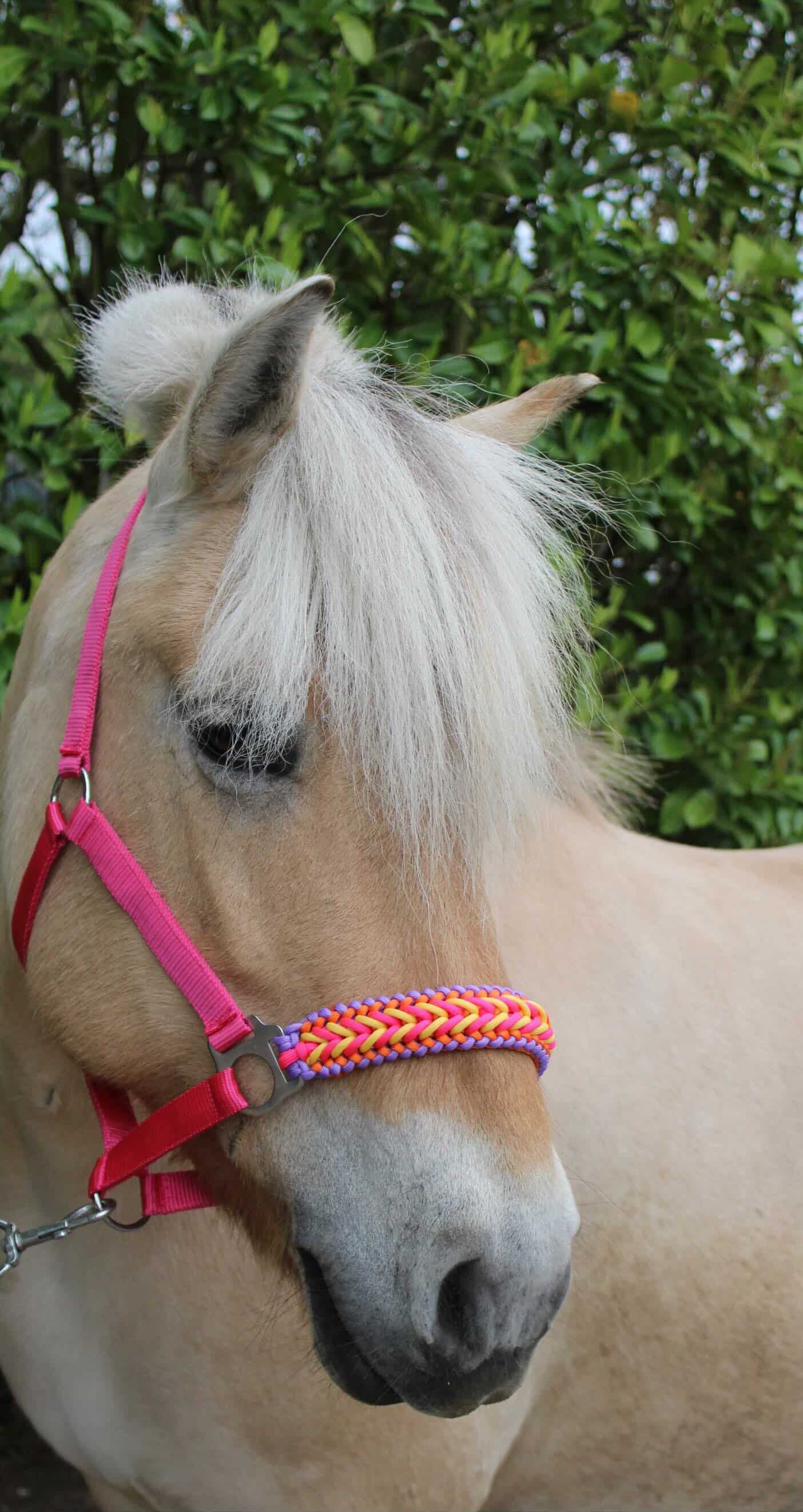 Handgemaakte paardenhalsters - Geknoopt halster ‘Funky Town’ fuchsia/geel/oranje/paars