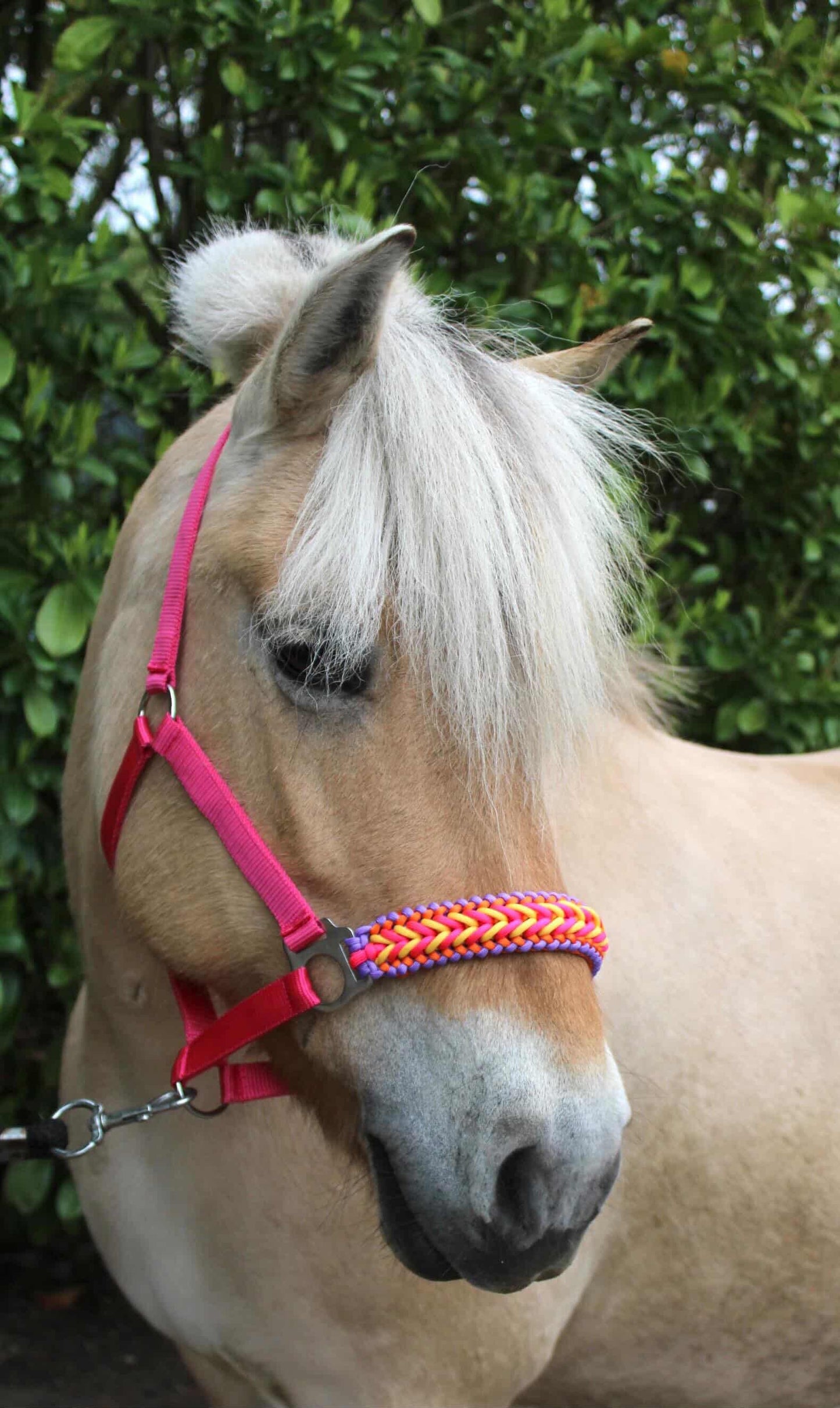 Handgemaakte paardenhalsters - Geknoopt halster ‘Funky Town’ fuchsia/geel/oranje/paars