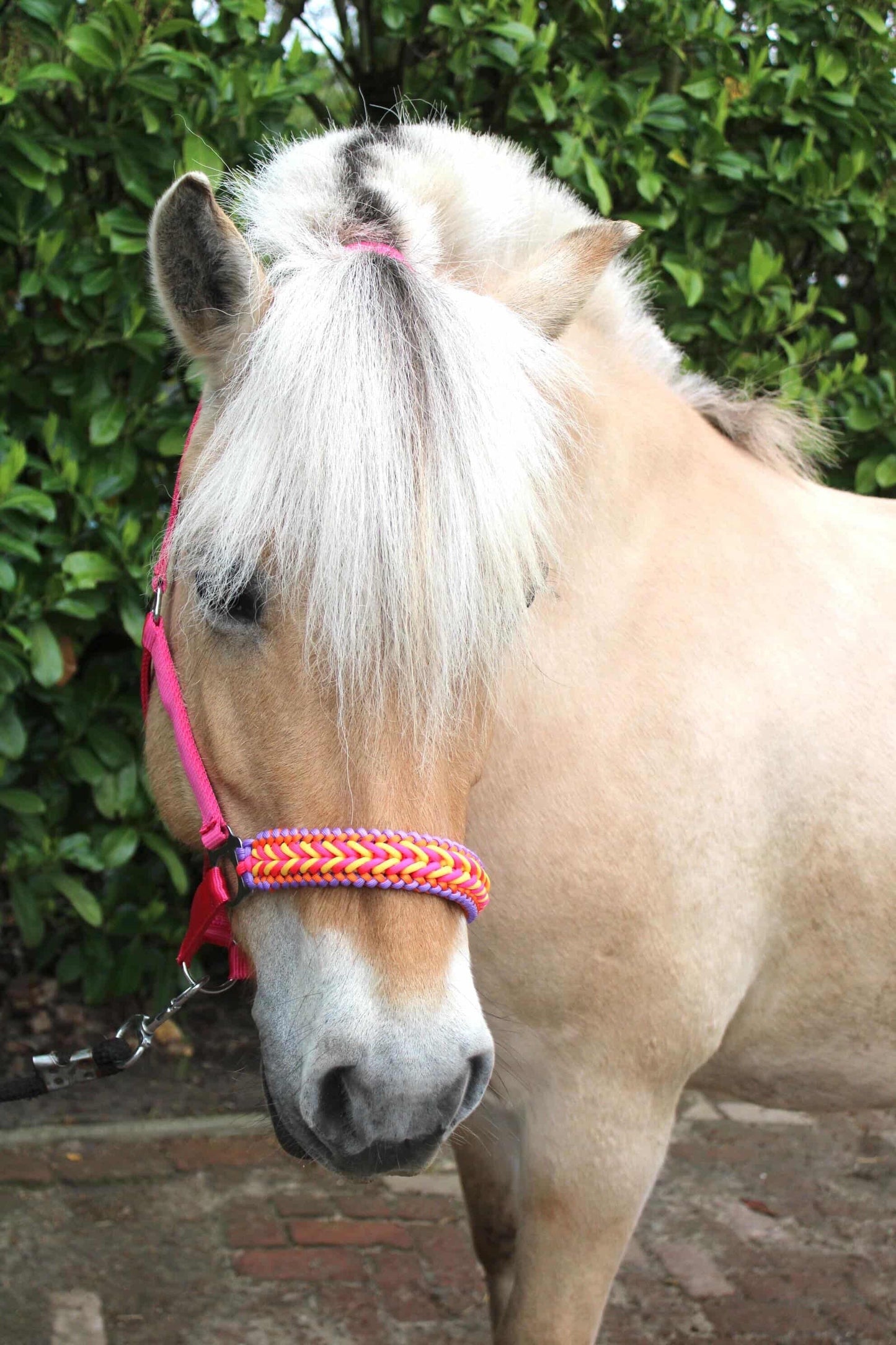 Handgemaakte paardenhalsters - Geknoopt halster ‘Funky Town’ fuchsia/geel/oranje/paars