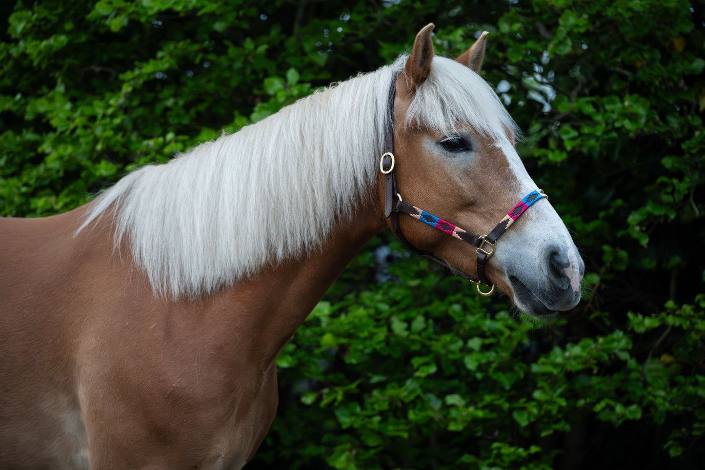 FMH - Havana lederen polo halster ‘Polo Vaquero Classy’ rood/blauw/crème