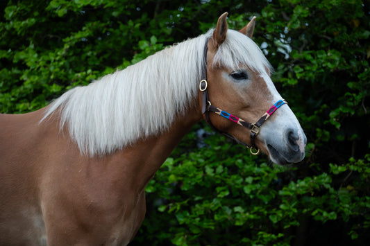 FMH - Havana lederen polo halster ‘Polo Vaquero Classy’ rood/blauw/crème