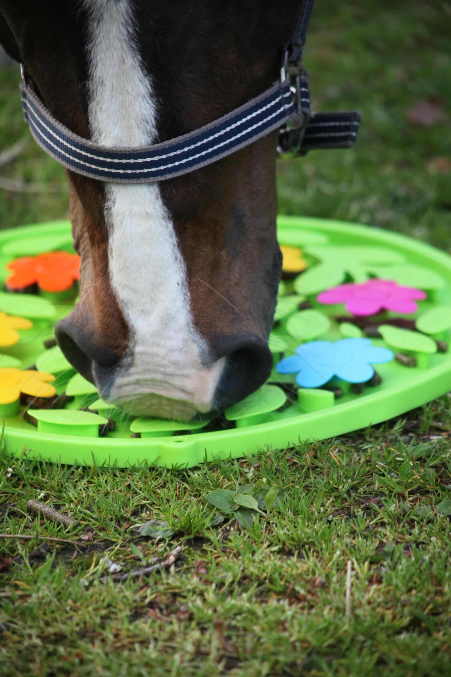 Excellent Horse - Snuffelmat Flower Power