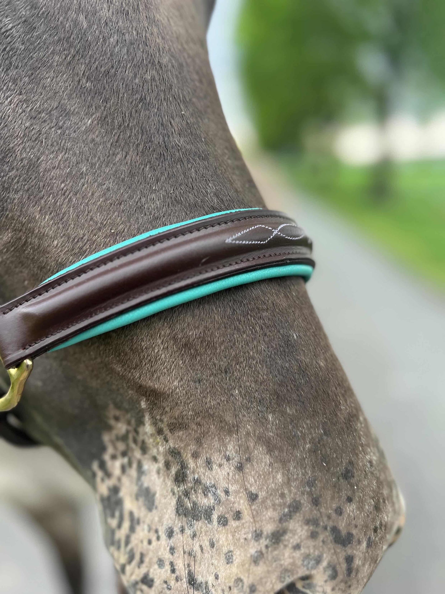 FMH - Havana lederen halster met gekleurde underlayment ‘Colour Pop’ mint