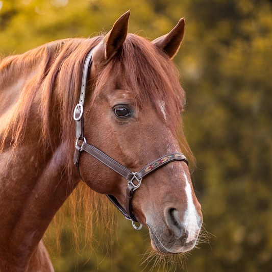 FMH - Cognac lederen halster met kraaltjes ‘Beaded Bronco Nature’ camel/goud/emerald