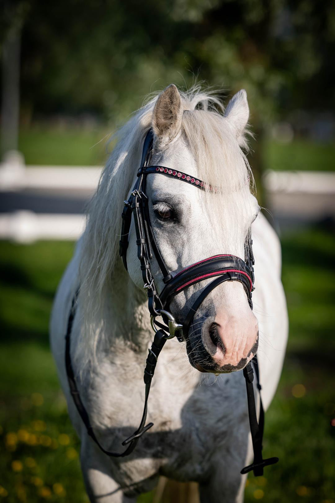 FMH - Luxe Hanoverian hoofdstel ‘Oops, I’m a Diva’ met dubbele neusriem roze onderlegd zwart leder incl. teugels