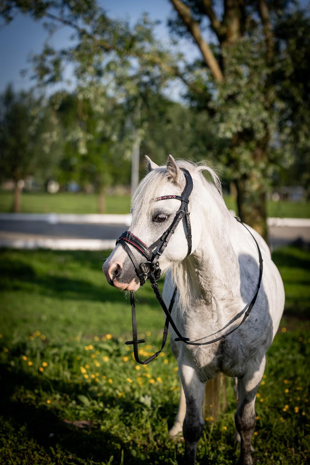 FMH - Luxe Hanoverian hoofdstel ‘Oops, I’m a Diva’ met dubbele neusriem roze onderlegd zwart leder incl. teugels