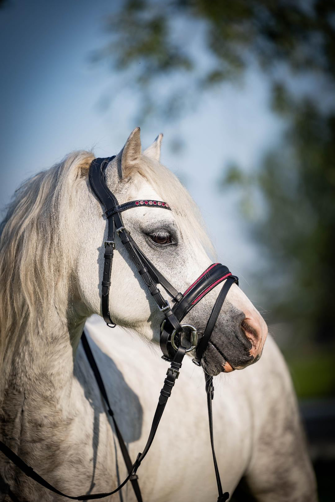 FMH - Luxe Hanoverian hoofdstel ‘Oops, I’m a Diva’ met dubbele neusriem roze onderlegd zwart leder incl. teugels