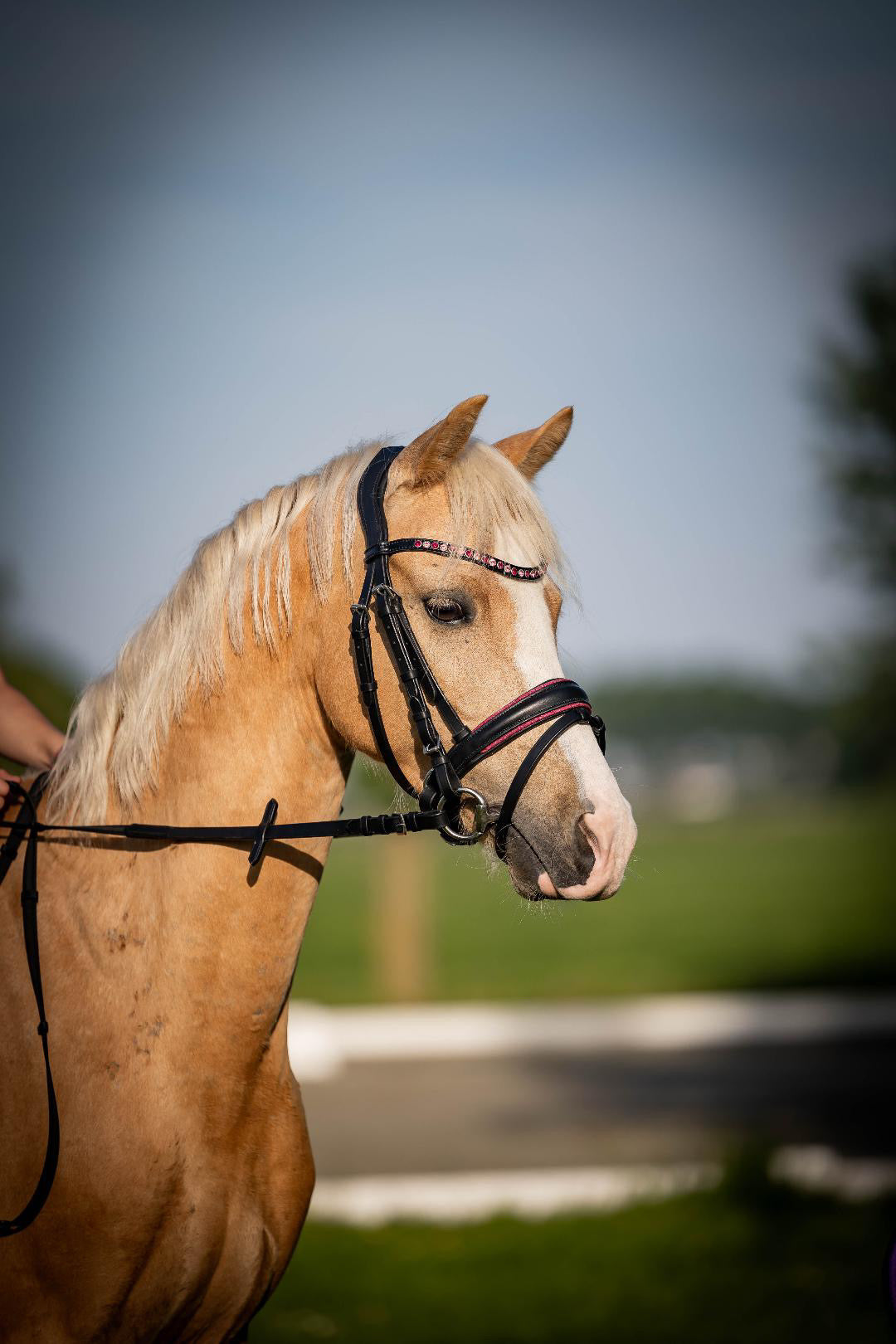 FMH - Luxe Hanoverian hoofdstel ‘Oops, I’m a Diva’ met dubbele neusriem roze onderlegd zwart leder incl. teugels