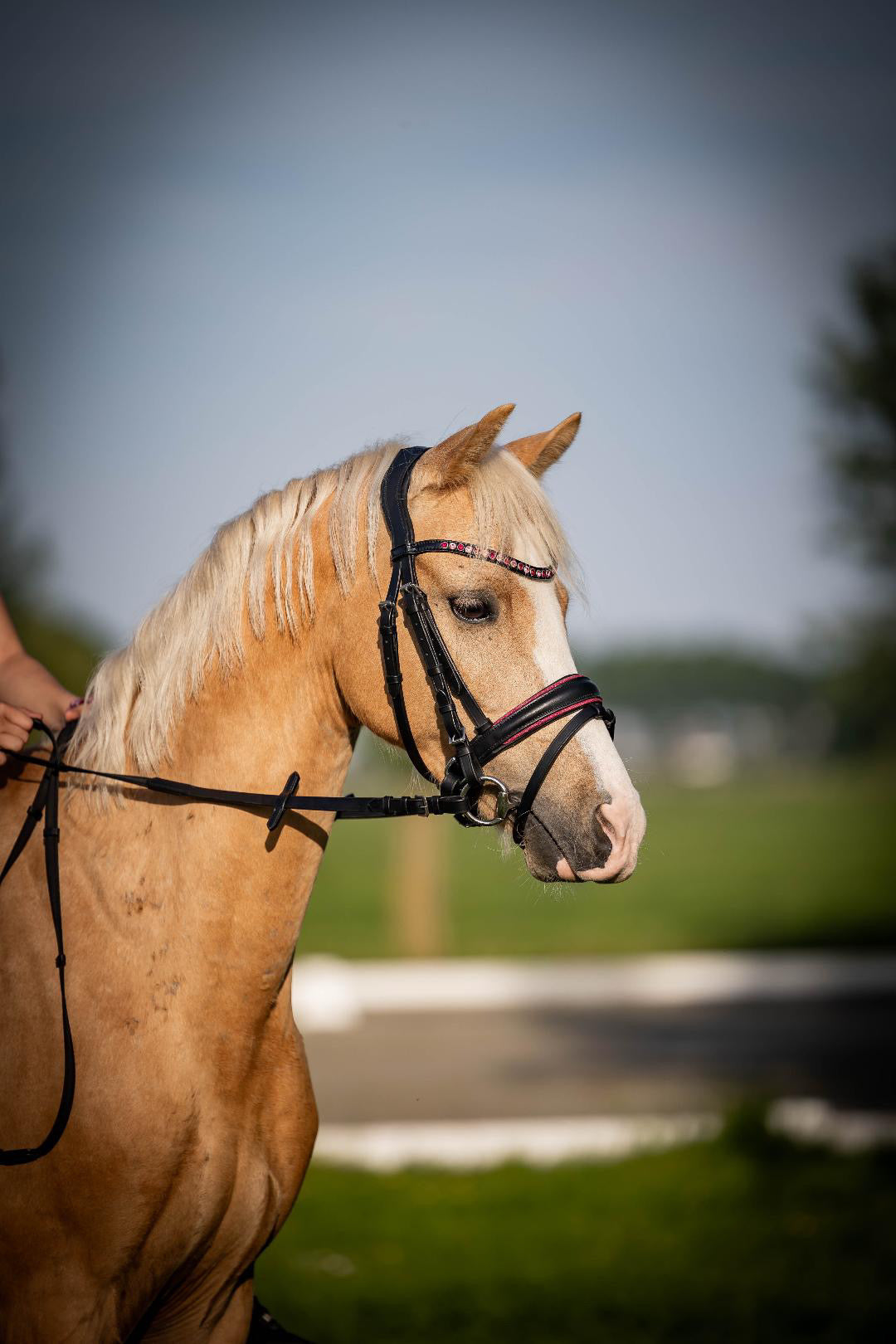 FMH - Luxe Hanoverian hoofdstel ‘Oops, I’m a Diva’ met dubbele neusriem roze onderlegd zwart leder incl. teugels