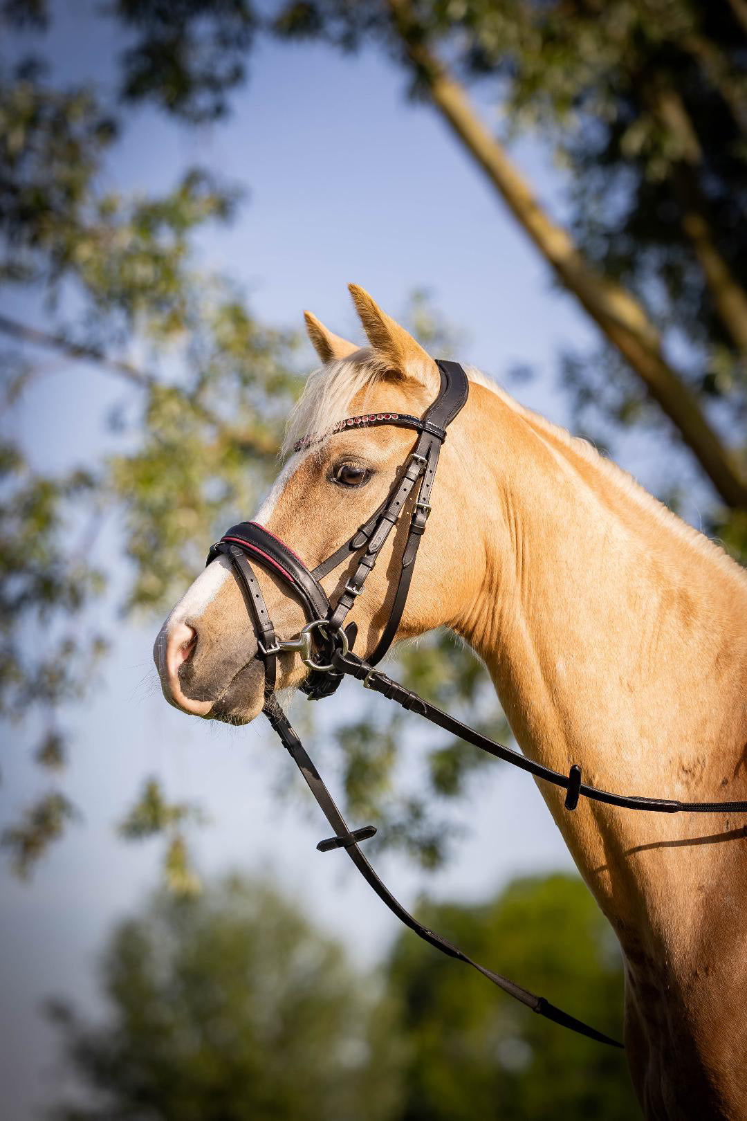 FMH - Luxe Hanoverian hoofdstel ‘Oops, I’m a Diva’ met dubbele neusriem roze onderlegd zwart leder incl. teugels