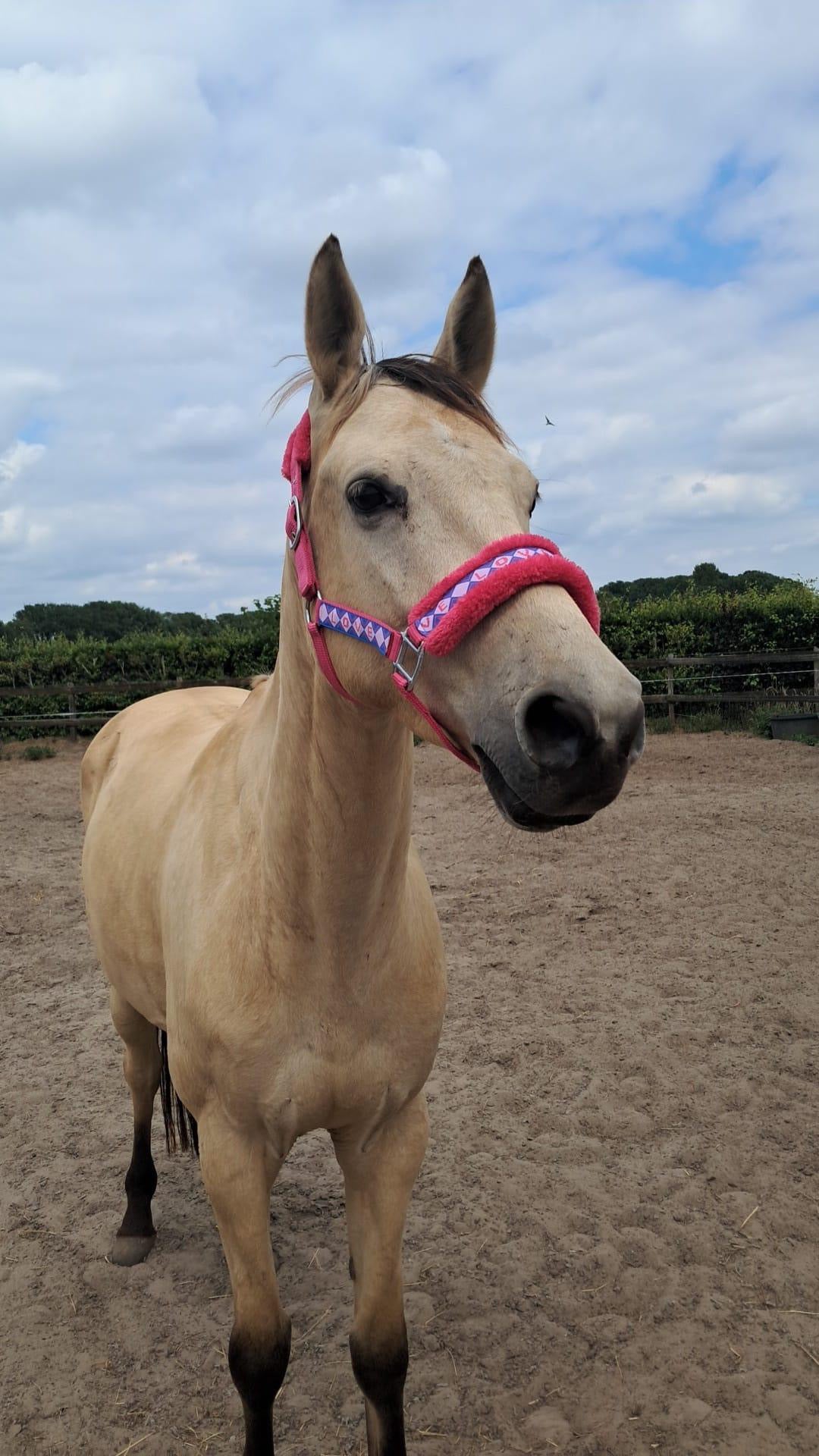 Happy Halsters x FMH - Love is Love Exclusive halster (bont) div. kleuren