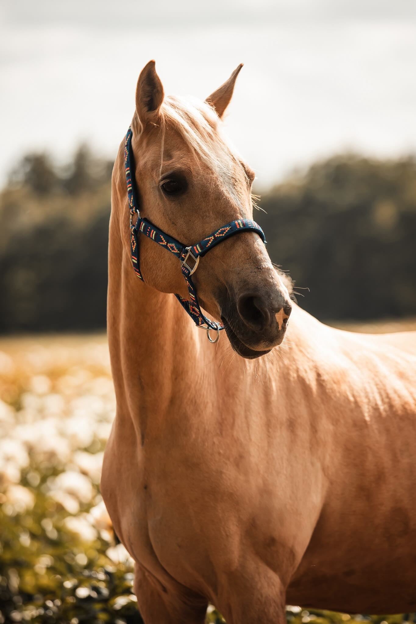 FMH - Geborduurd nylon halster met padding ‘Nomad Spirit’ blauw