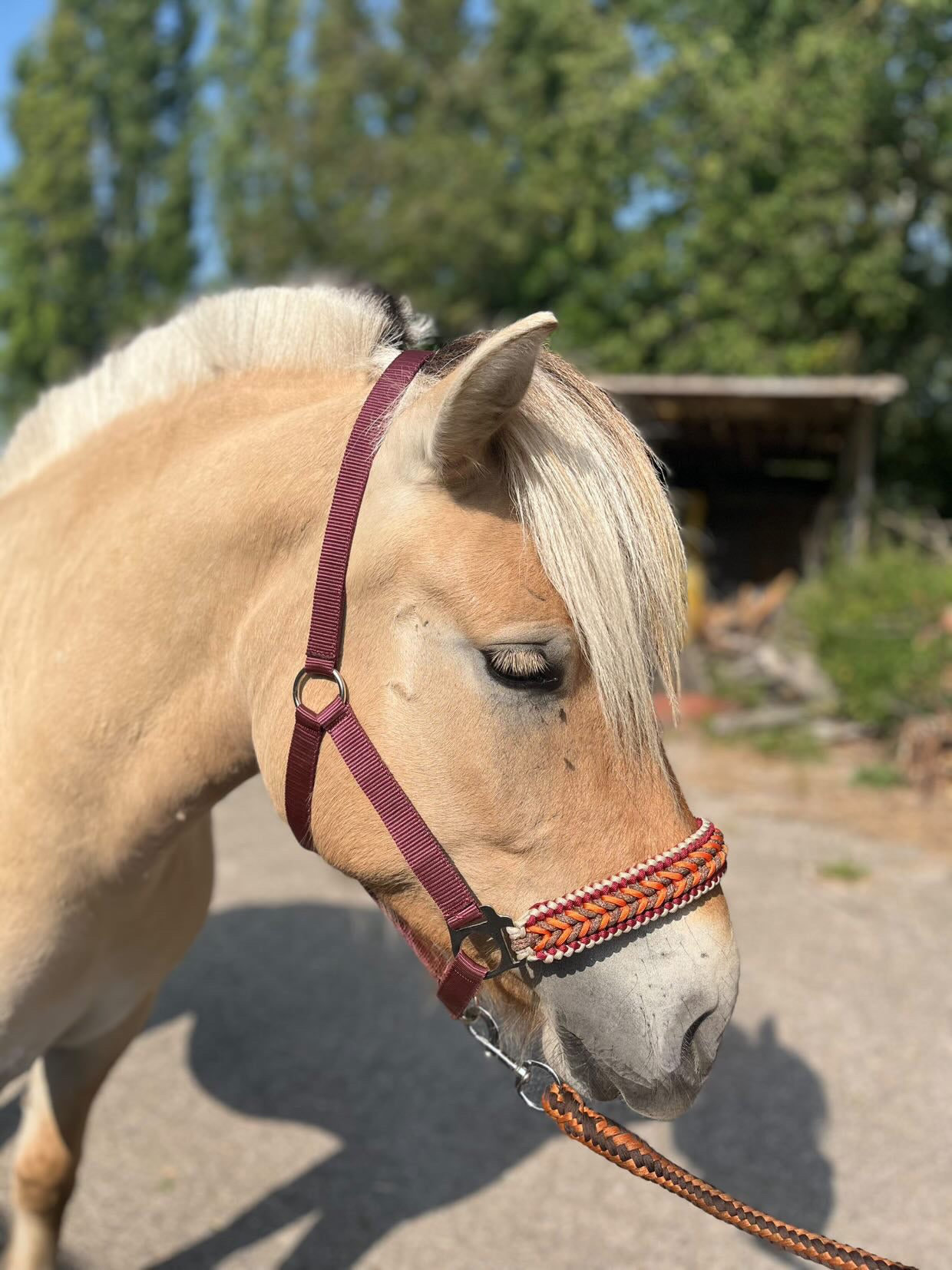 Handgemaakte paardenhalsters - Geknoopt halster ‘Pumpkin Spice’ Bordeaux/bruin/oranje