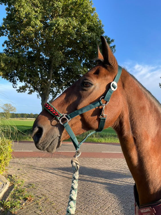 Handgemaakte paardenhalsters - Geknoopt halster ‘Fendt Power’ Groen/rood/zwart