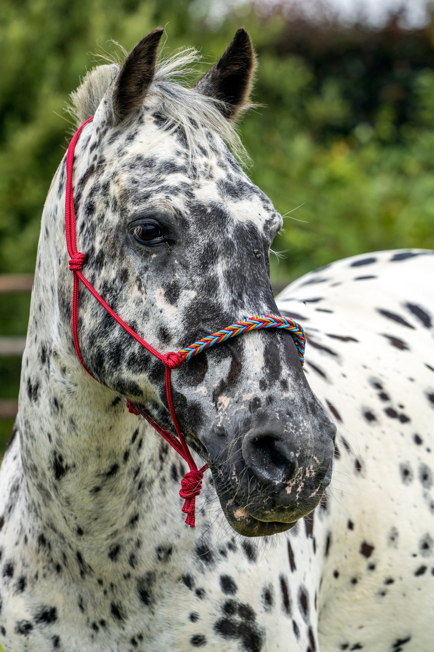 Touwhalster gevlochten neusband framboos, oceaan blauw en karamel