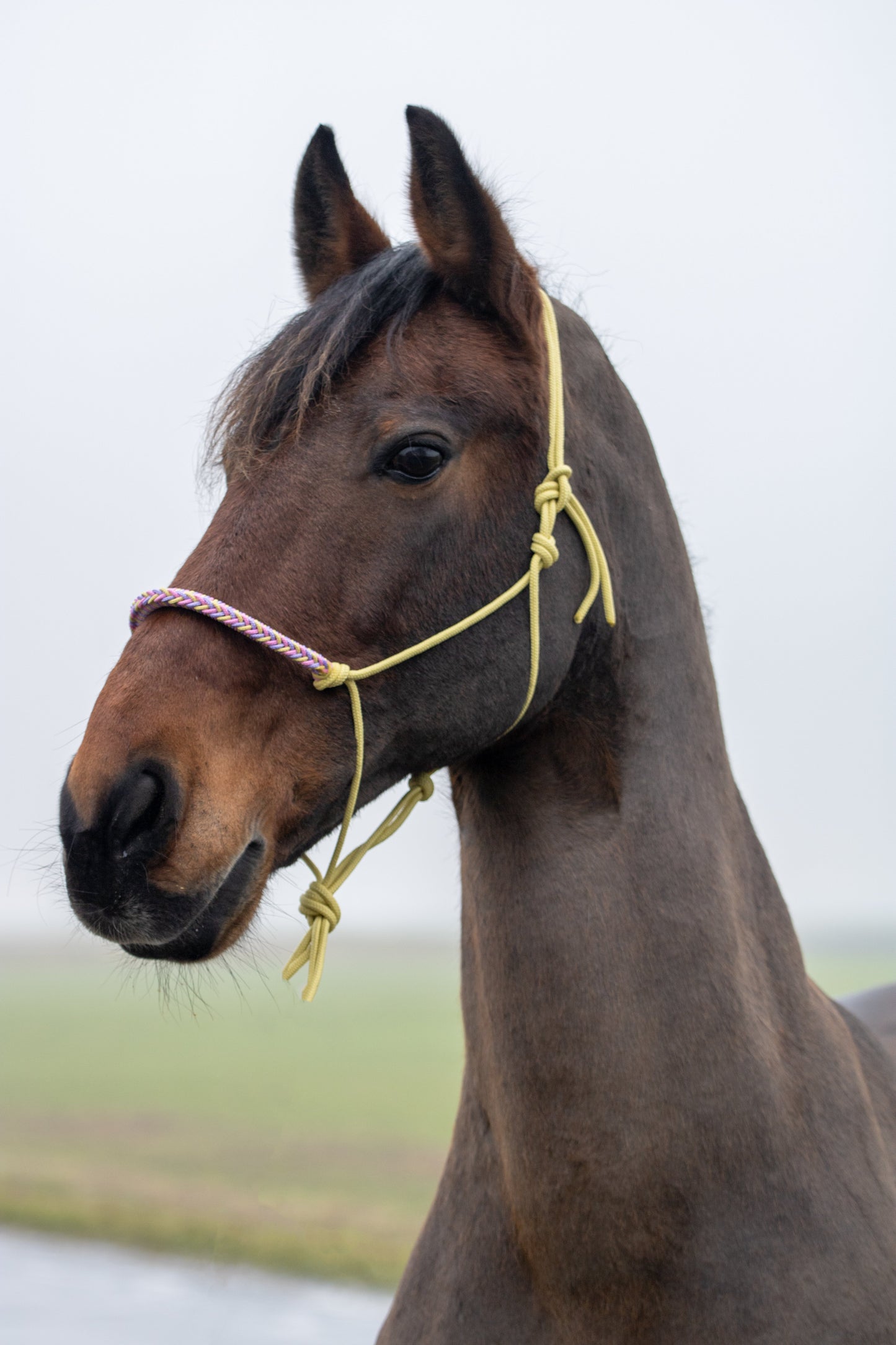 Touwhalster met gevlochten neusband pastel geel, lila en babyroze