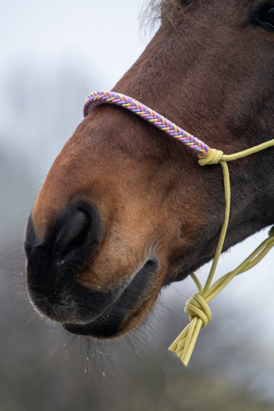 Touwhalster met gevlochten neusband pastel geel, lila en babyroze