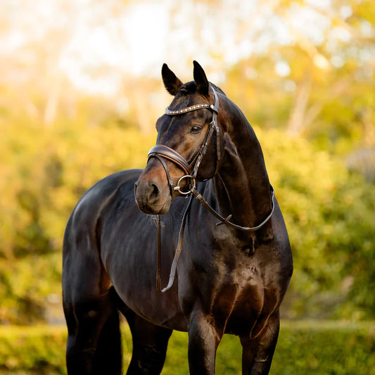 Lumiere - Luxe Hanoverian hoofdstel 'Pippa' Havana