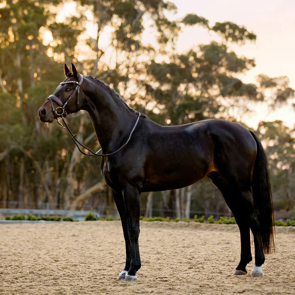 Lumiere - Luxe Hanoverian hoofdstel 'Pippa' Havana