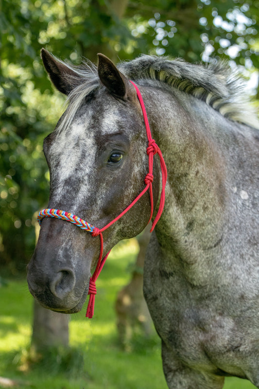 Touwhalster gevlochten neusband framboos, oceaan blauw en karamel