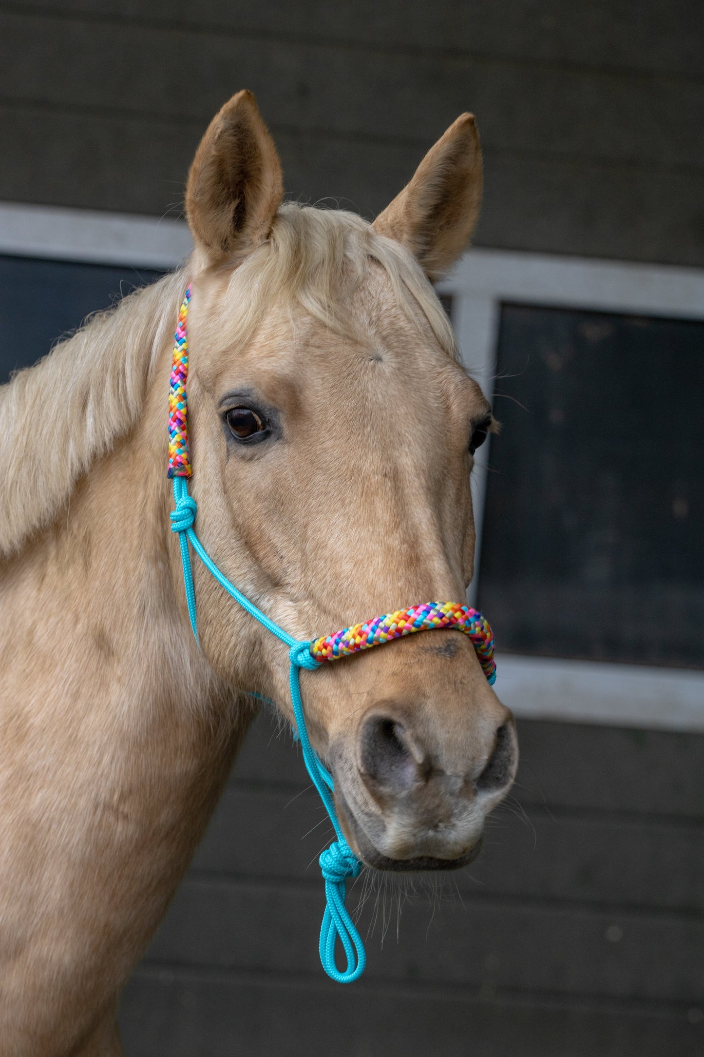 Touwhalster turquoise met regenboog neus en oorband