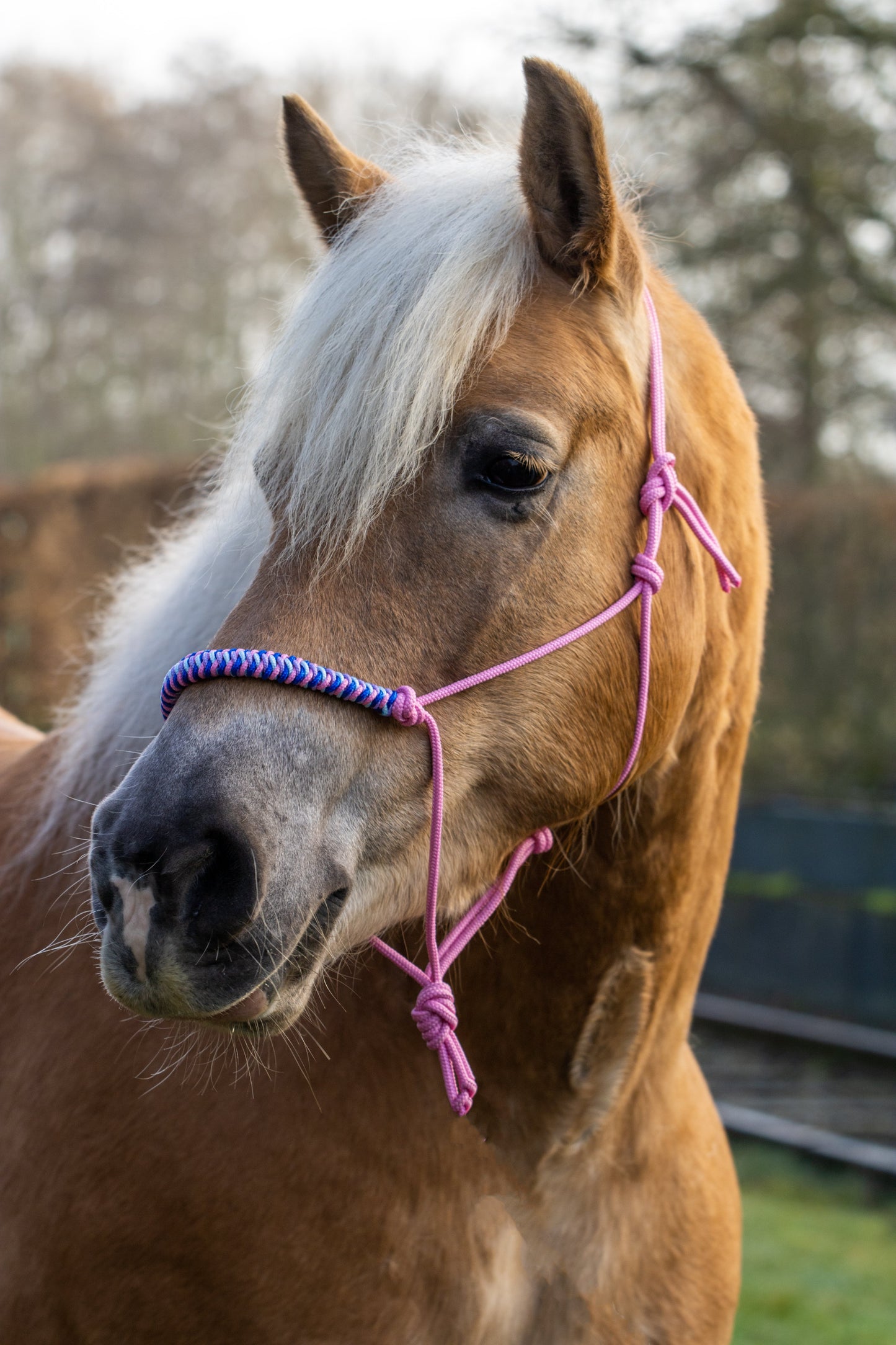 Touwhalster viënna neusband babyroze, lila, kobalt blauw en babyblauw