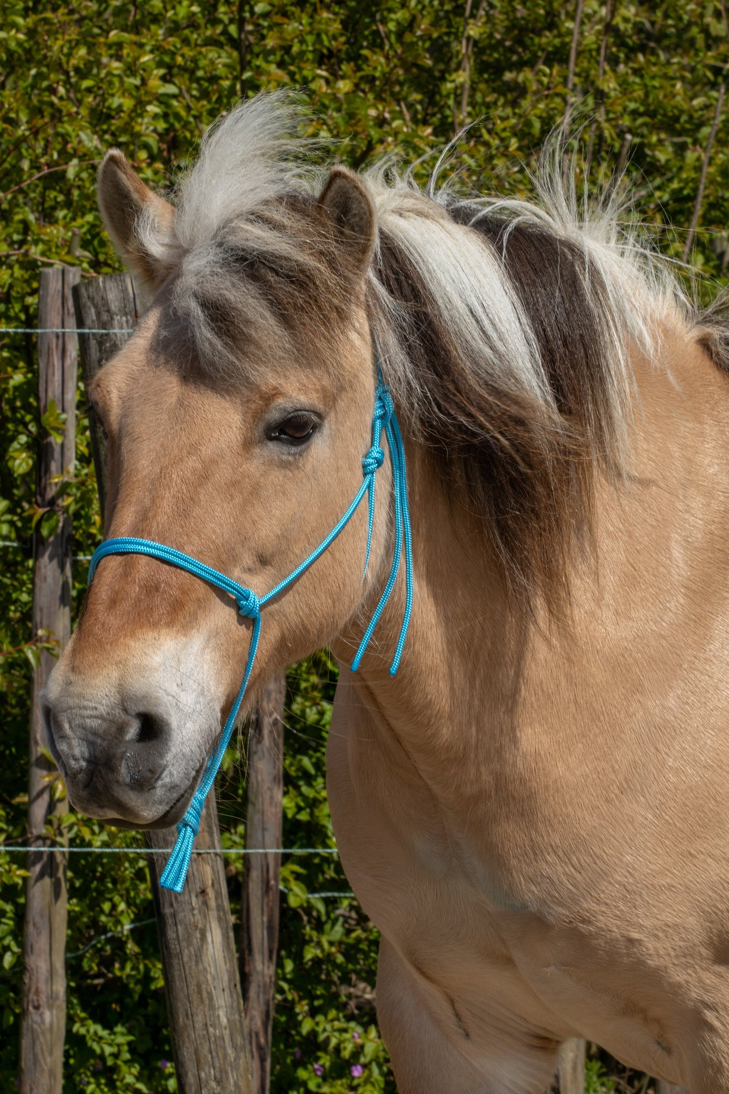 Basis touwhalster