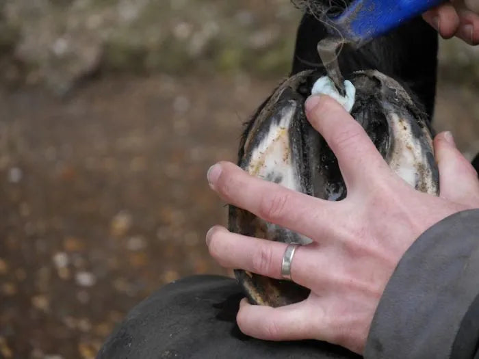 Dagelijkse behandeling van een diepe middelste straalgroeve met Silver Hoof Sticks
