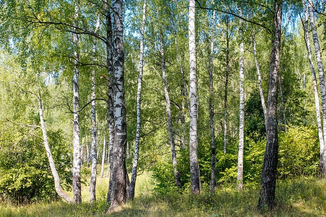 Groen Geluk | Pakket 'Mini Levensbos'