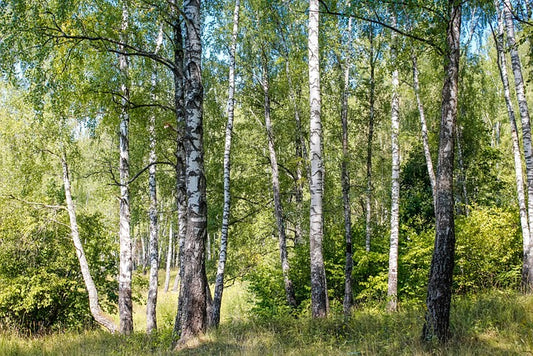 Groen Geluk | Pakket 'Mini Levensbos'