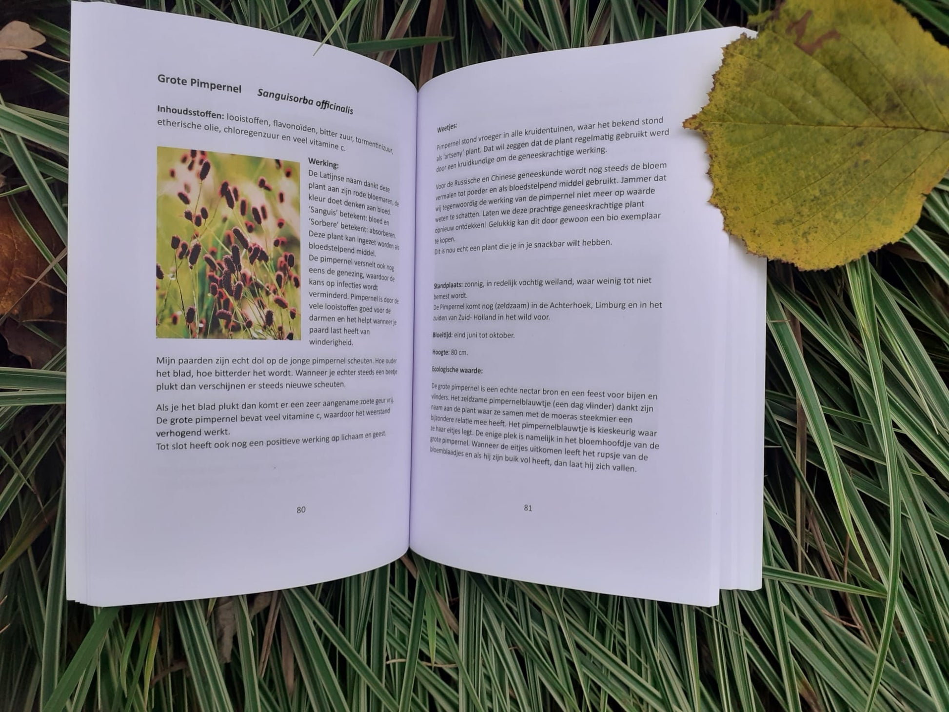 Boek van Hannet ten Rietbrink: De natuur als krachtige basis voor jouw paard – over natuurlijke gezondheid, voeding en welzijn