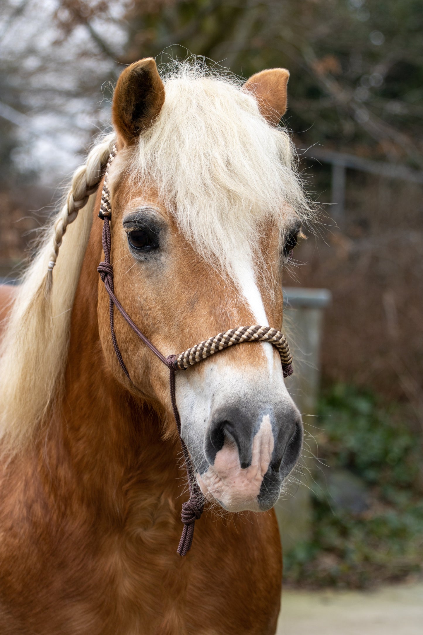 Touwhalster bruin met beige/bruin neus en oorband