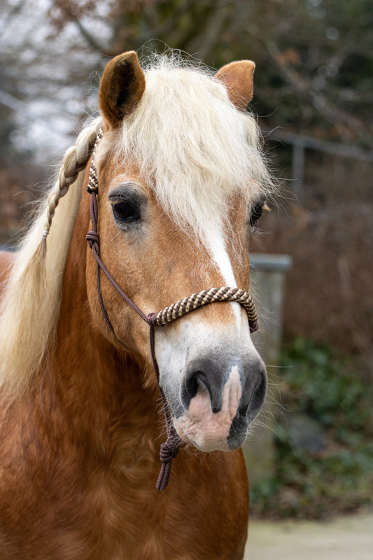 Touwhalster bruin met beige/bruin neus en oorband