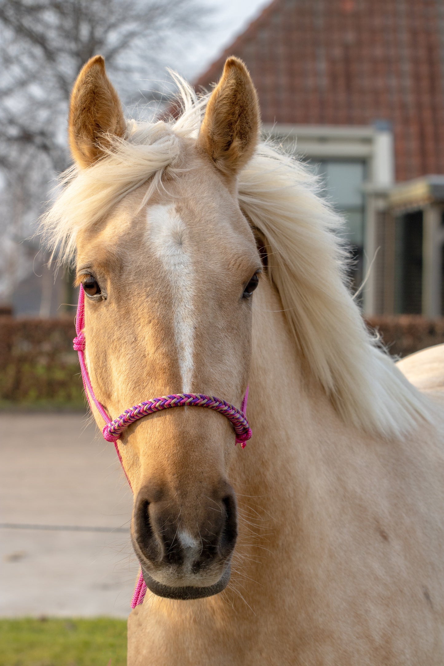 Touwhalster met gevlochten neusband fuchsia, beige en paars