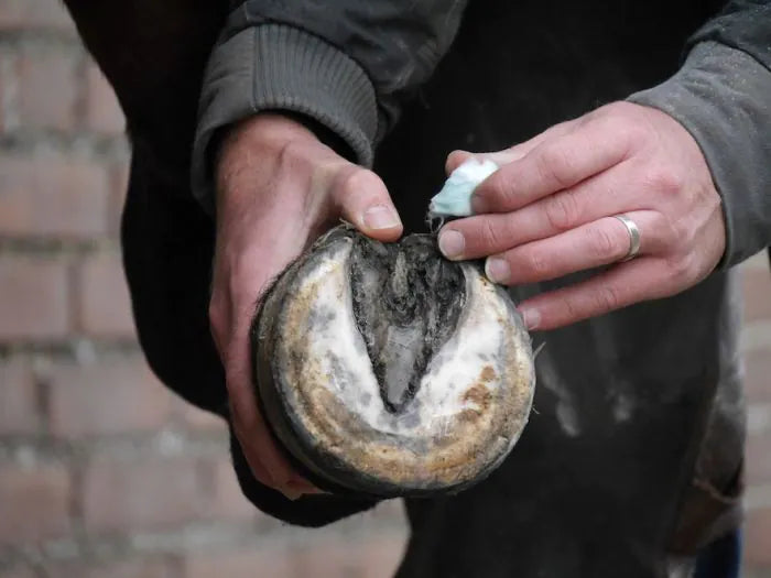 Schoonmaken van de straalgroeve met een hoevenkrabber voor gebruik van Hoof Sticks