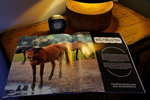 Magazine Huisvesting vanuit het paard deel 1 – basisprincipes voor paardvriendelijke huisvesting en natuurlijke leefomstandigheden