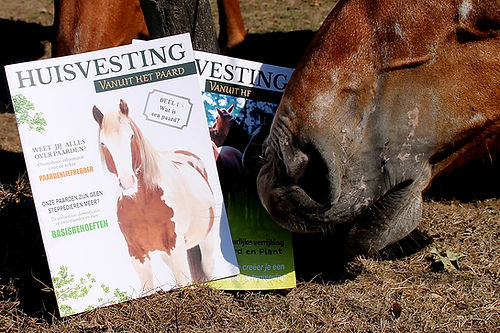 Magazine Huisvesting vanuit het paard deel 1 – basisprincipes voor paardvriendelijke huisvesting en natuurlijke leefomstandigheden