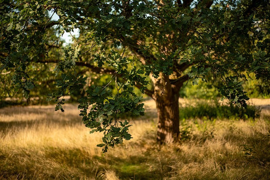 Groen Geluk | Pakket 'Bomenvriend'