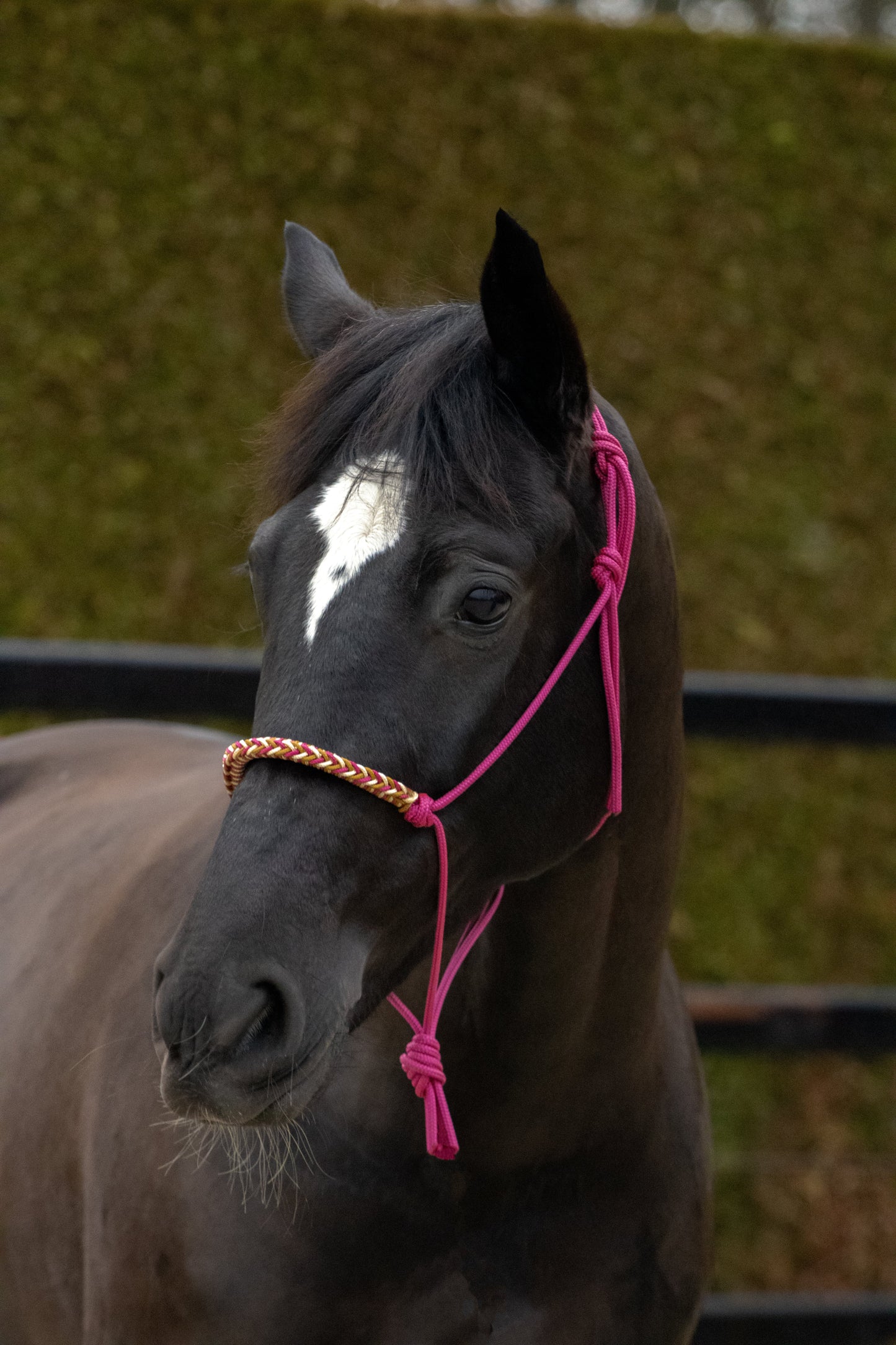 Touwhalster met gevlochten neusband cranberry, goud en karamel