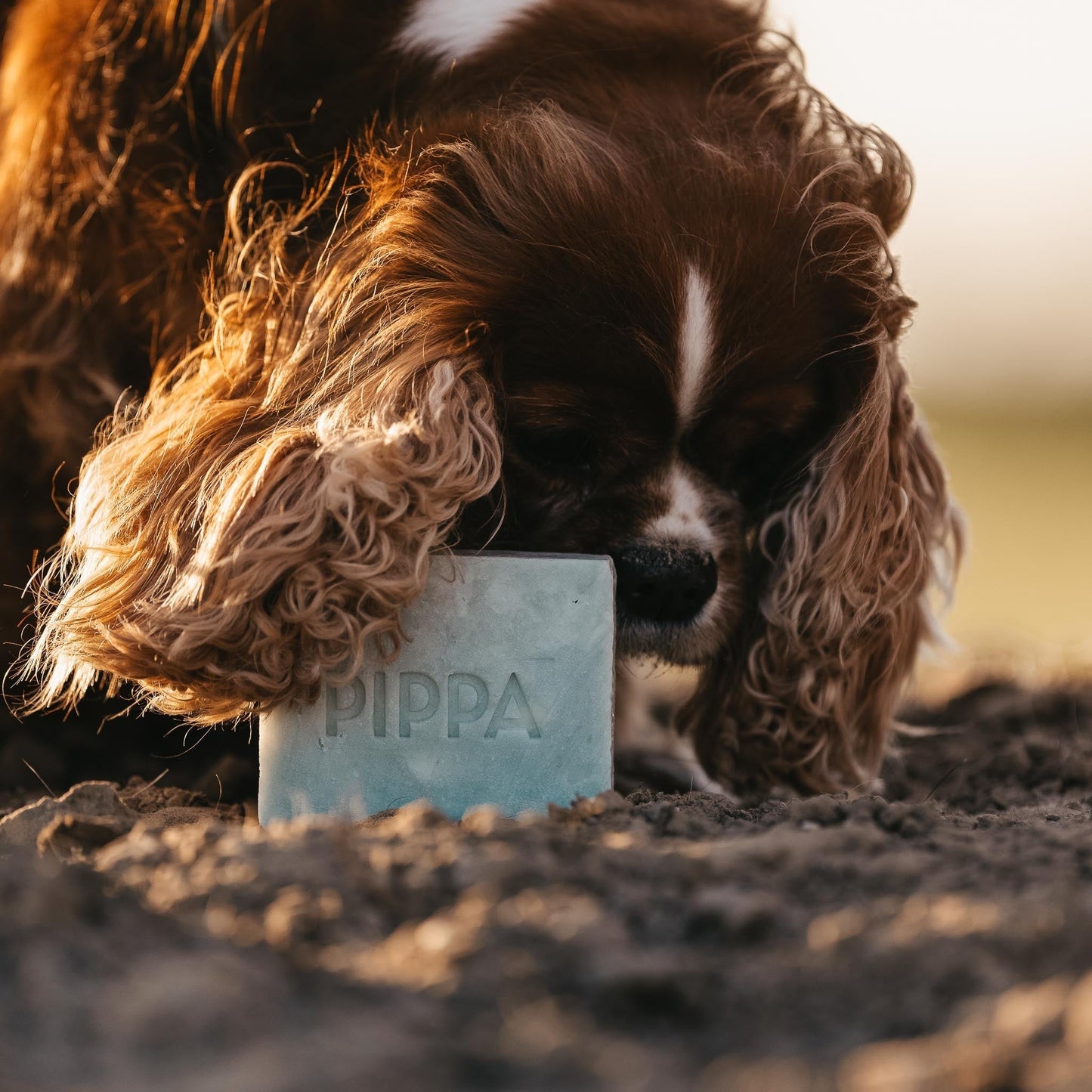 PIPPA Hondenshampoo Aloë Vera & Avocado